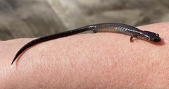 Plethodon electromorphus
