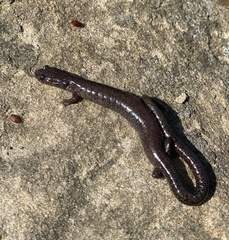 Plethodon electromorphus