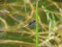 Erythrodiplax basalis