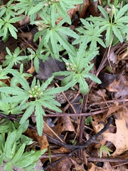 Cardamine concatenata