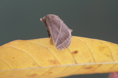 Natada fusca