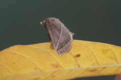 Natada fusca