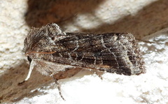 Lacinipolia erecta