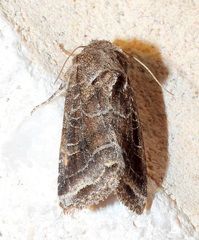 Lacinipolia erecta