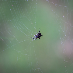 Caerostris sexcuspidata