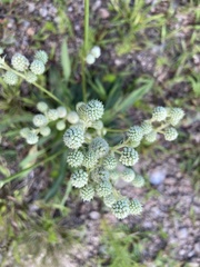 Eryngium nudicaule
