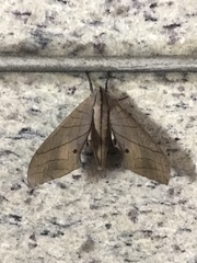 Marumba cristata bukaiana