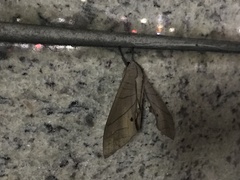 Marumba cristata bukaiana