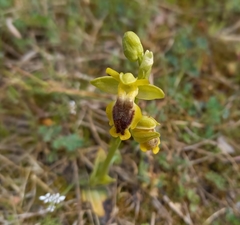 Ophrys lutea phryganae