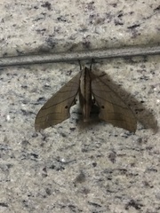 Marumba cristata bukaiana