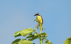 Pitangus sulphuratus