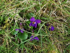 Viola odorata