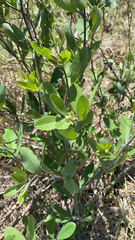 Baptisia nuttalliana