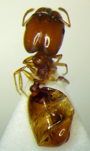 Pheidole bajaensisPheidole bajaensis