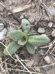 Hieracium longipilum