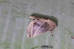 Natada fusca