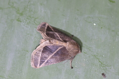 Natada fusca