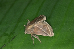 Natada fusca