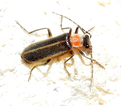 Podabrus quadratus