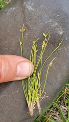 Isolepis