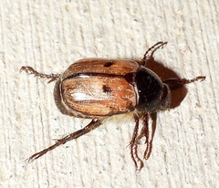 Anomala binotata
