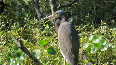 Egretta tricolor image