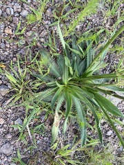 Eryngium nudicaule