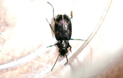 Bembidion obliquum