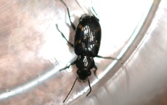 Bembidion obliquum