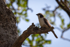 Eurocephalus anguitimens