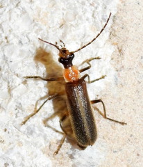 Podabrus quadratus
