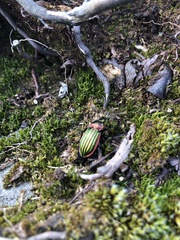 Carabus nitens