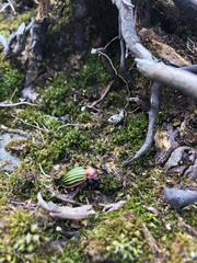 Carabus nitens