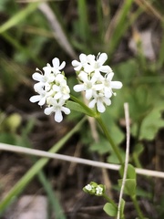 Valerianella amarella