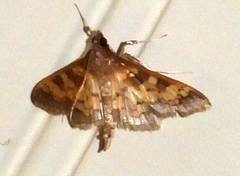 Diacme elealis