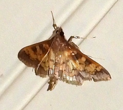 Diacme elealis