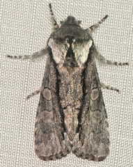 Psaphida electilis