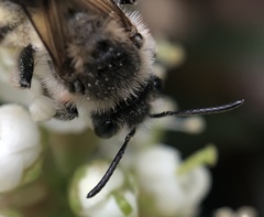 Andrena barbara