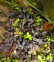 Peltigera nana
