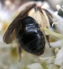 Andrena barbara