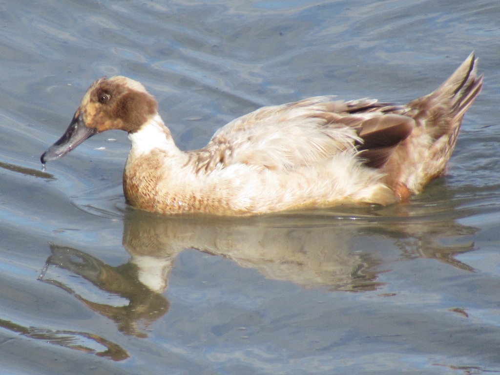 Domestic Mallard from Appleby, Invercargill 9812, New Zealand on April ...