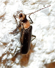 Podabrus quadratus