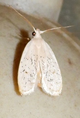 Durrantia piperatella