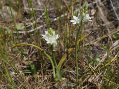 Ornithogalum concinnum