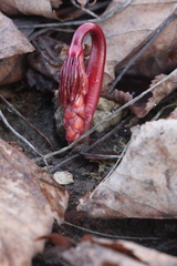 Gymnospermium albertii