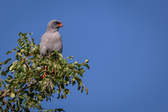 Micronisus gabar gabar