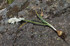 Ornithogalum concinnum