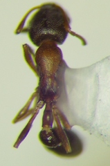 Cardiocondyla venustula