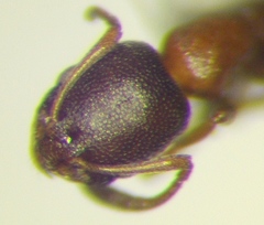Cardiocondyla venustula