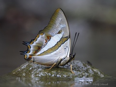 Polyura schreiber